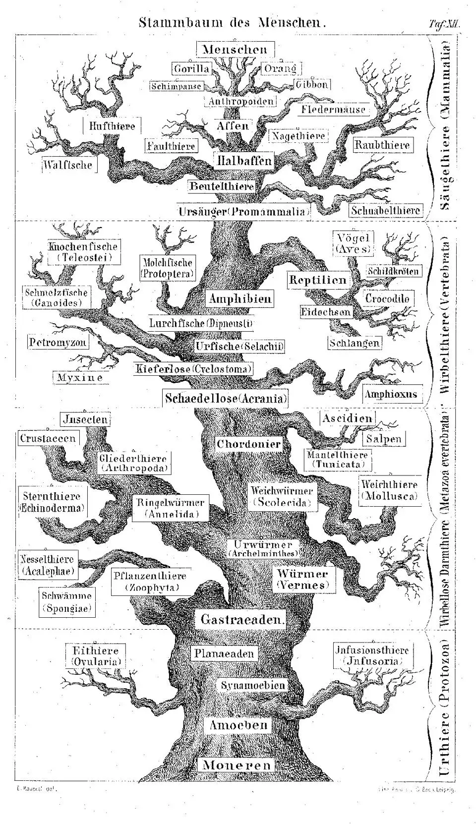 Cover of Creative Evolution by Henri Bergson