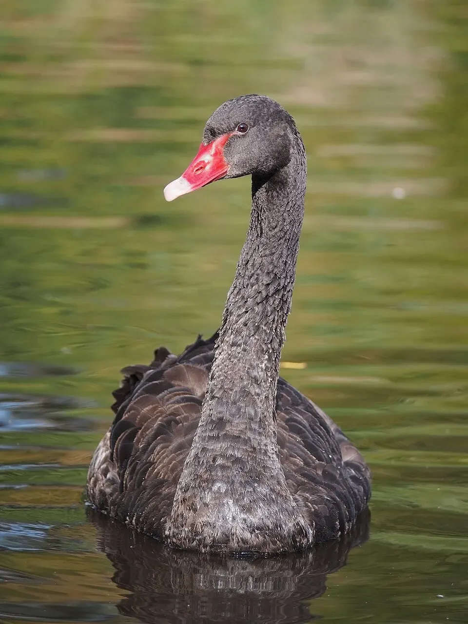 Cover of The Black Swan by Nassim Nicholas Taleb